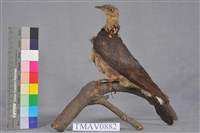 藏品(灰林鴿)的圖片